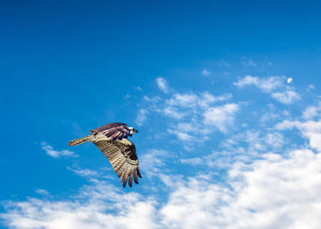 Adult osprey crusing over its nesting areaの写真素材