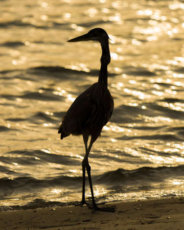 Great Blue Heron silhouetted against the ocean at duskの写真素材