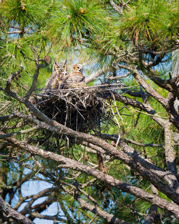 Two adult owls guarding their nest in Floridaの写真素材