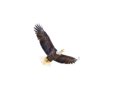 Majestic Texas Bald Eagle in flight isolated on a white backgroundの写真素材