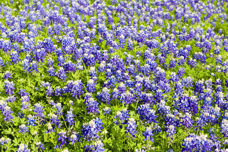 Field of bluebonnets near Ennis, TXの写真素材