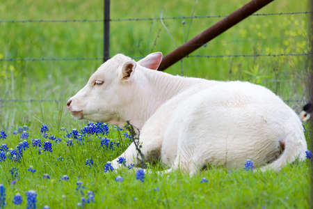 Young calf resting in a field of Texas Bluebonnetsの写真素材