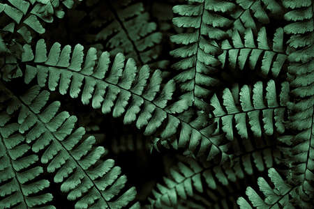 Fern fronds in the Smokies arranged in an interesting patternの写真素材