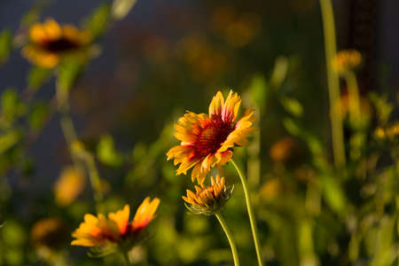 Yellow-orange sunflowers growing  in a Nebraska field illuminated by late afternoon golden sunlightの写真素材