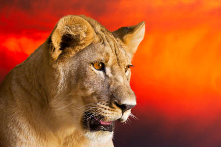 Adolescent lion gazing into an eerie morning skyの写真素材