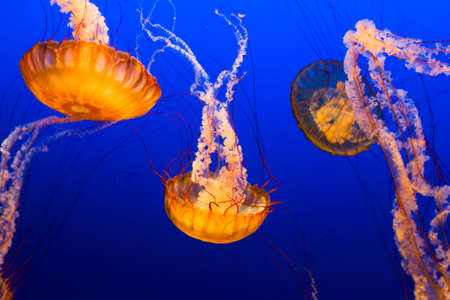 Multiple orange jelly fish floating on blue sea backgroundの写真素材