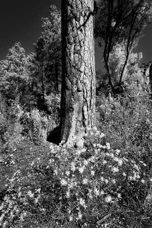 Collection of asters at the base of an old tree in Bandelier, NMの写真素材