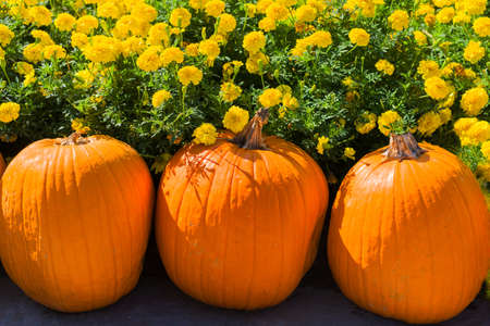 Festive holiday arrangement of pumpkins in front of yellow marigold flowersの写真素材