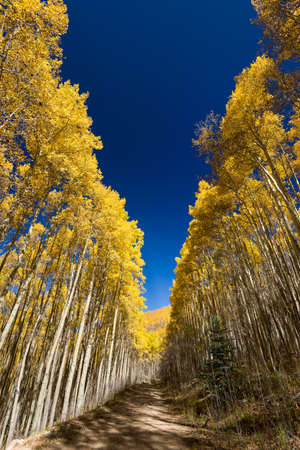 Beautiful fall colors in the mountains of the Santa Fe Ski Basinの写真素材