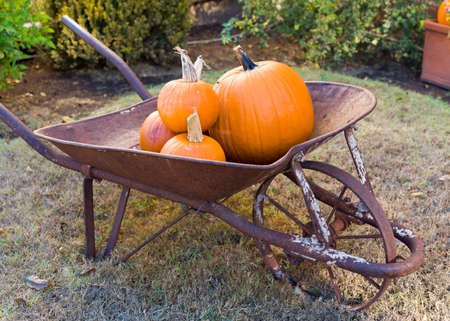 Festive holiday arrangement of pumpkins in a rusty wheelbarrowの写真素材