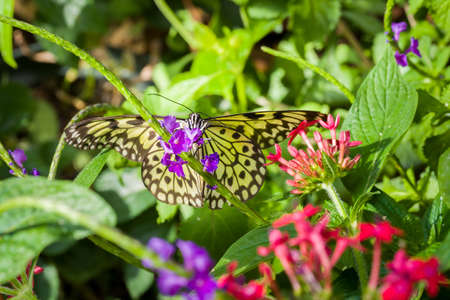 Paper Kite butterfly resting on purple flowers in a formal gardenの写真素材