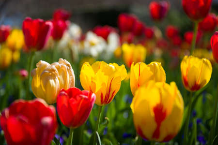 Vivid collection of tulips in a Texas garden on sunny spring dayの写真素材