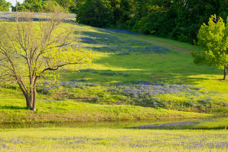 Rural Texas Spring Flowers Reflecting on a Pondの写真素材