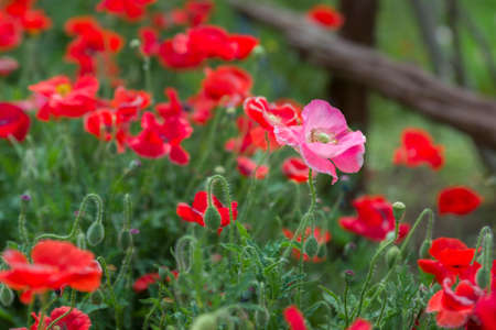Pink Poppy in a Field of Red Poppiesの写真素材