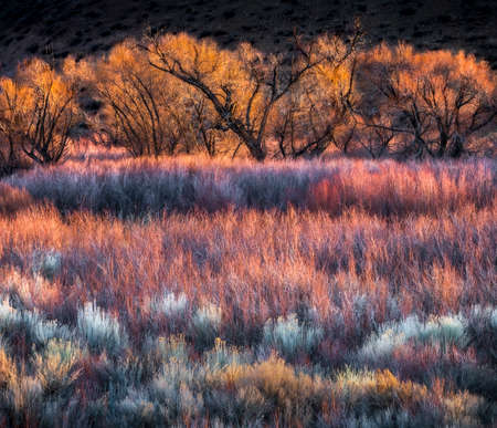 Colorful Trees and Brush near Bishop, CAの写真素材
