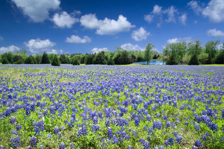 Texas Bluebonnets Bathed in Late Afternoon Sunshineの写真素材