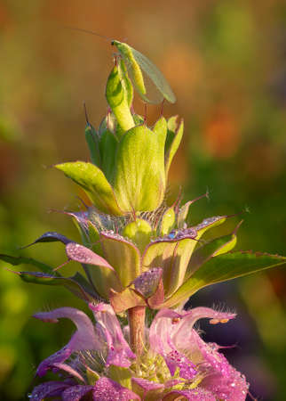 Green Insect Resting on Top of a Purple Wildflowerの写真素材
