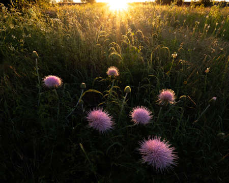 insect Resting on Top of a Purple Wildflowerの写真素材