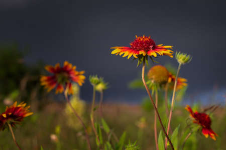 Texas Wildflowers Before an Early Evening Stormの写真素材
