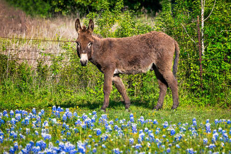 Adult donkey standing in a fenced rural Texas field full of bluebonnetsの写真素材