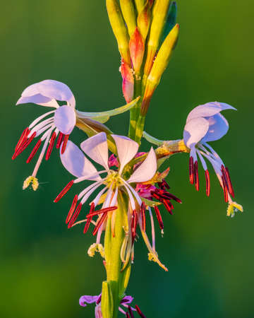Oenothera xenogaura, or Red River guara, wildflower bathed in morning sunlightの写真素材
