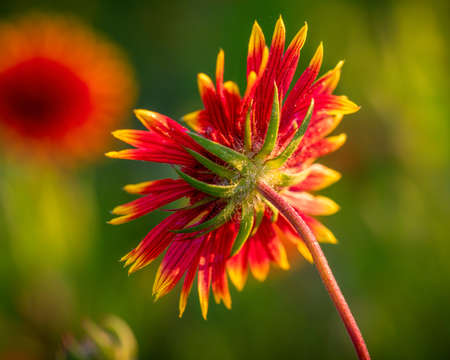 Indian Blanket Wildflower in Rural Texasの写真素材