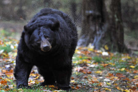 Black Bear shaking water off furの写真素材