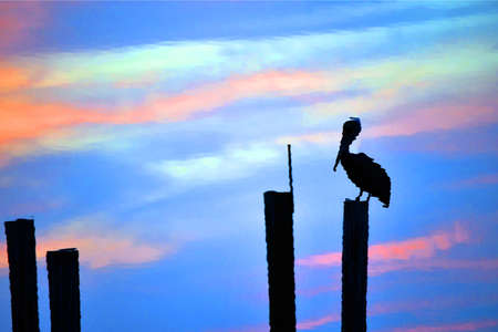 reflections in water of pelican on postの写真素材