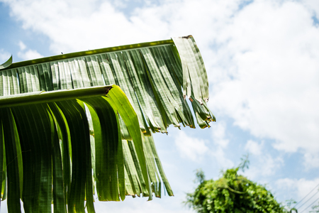 Palm, Banana Leaf and blue sky.の写真素材