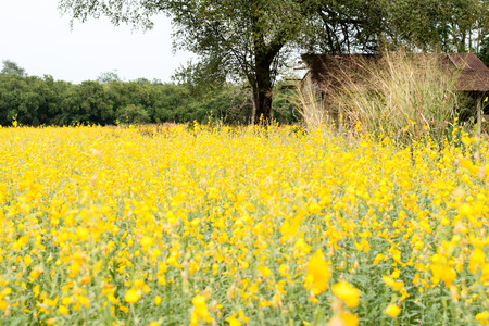 Rapeseed field, Blooming canola flowers close up. Rape on the field in summer. Bright Yellow oil. Flowering rapeseed. Spring photo with space for your montageの写真素材