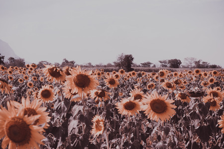 Field of sunflowers with blue sky. A sunflower field at sunset,with vintage filter,selective focus.の写真素材