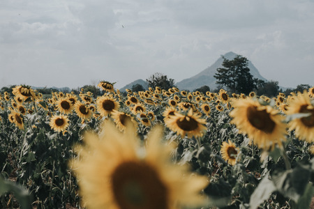 Field of sunflowers with blue sky. A sunflower field at sunset,with vintage filter,selective focus.の写真素材