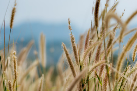 beautiful grass flower background ,selective focus.の写真素材