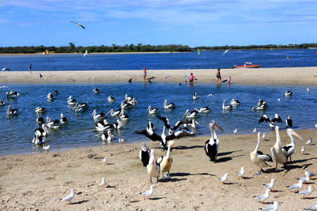 seabirdのeditorial素材