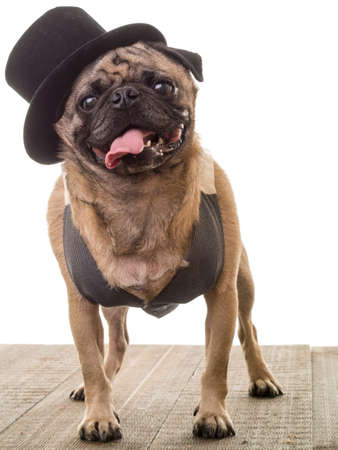 Cute dog wearing a top hat and vestの写真素材