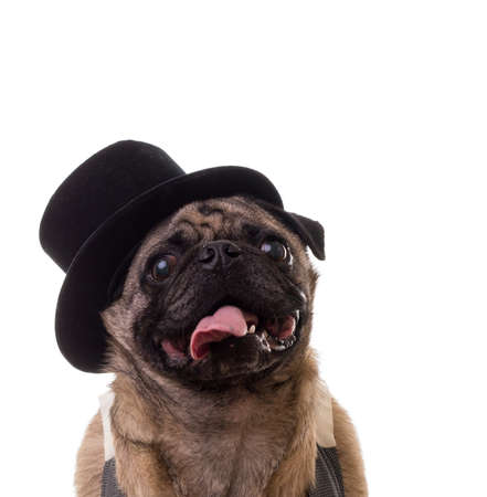 Portrait of a cute dog wearing a top hatの写真素材