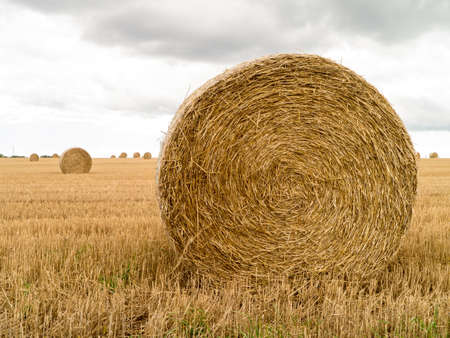 Hay Rolls in a farm fieldの写真素材
