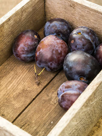 Fresh purple plums