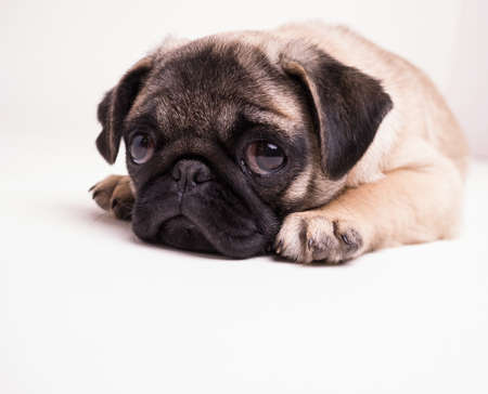 Sad Puppyの写真素材