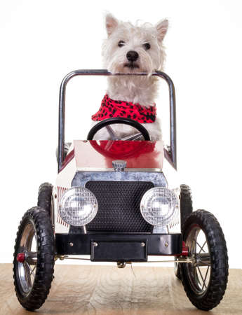 Dog driving a little carの写真素材