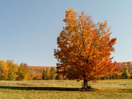 Autumn Sugar Mapleの写真素材