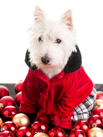 Christmas Dogの写真素材