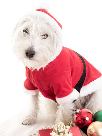 Christmas Dogの写真素材