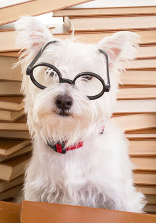 Smart dog wearing glassesの写真素材