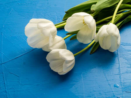 Fresh spring white tulips over blue texture backgroundの写真素材
