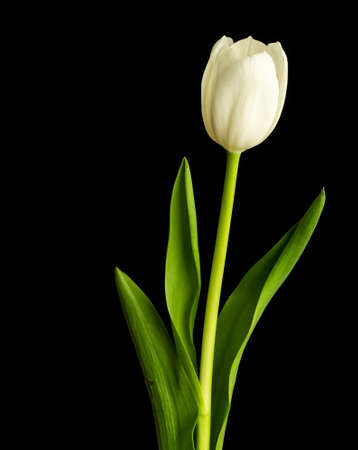 Fresh spring white tulips over blackの写真素材