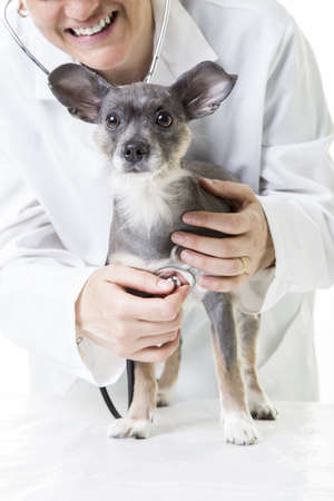 Small little dog at the veterinarian officeの写真素材
