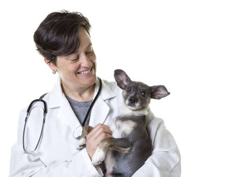 Veterinarian holding little dogの写真素材
