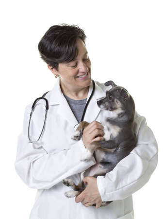 Veterinarian holding little dogの写真素材
