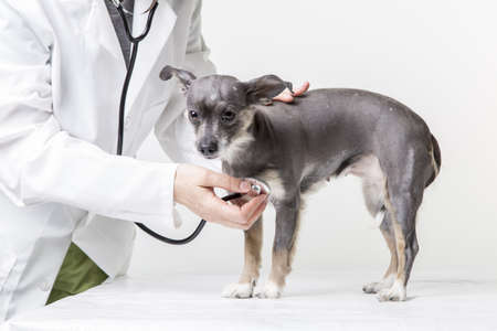 Veterinarian examining little dogの写真素材